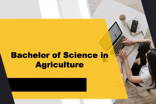 Course - Diploma in Computer Application - 6 Month